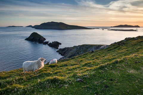 Sheep grazing at sunset on Dunmore Head with Blasket Islands, Co. Kerry, fine art landscape photograph by Peter Cox