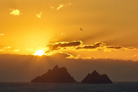Silhouette of the Skellig Islands against a golden orange sunset with a gannet in flight, Kerry coast