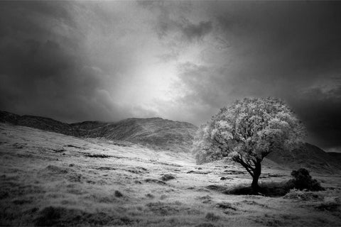 Black and white lone tree standing in bogland with the Partry Mountains behind, County Mayo