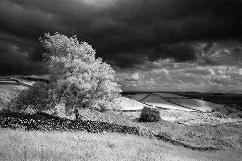 Black and white infrared photograph of tree and stone wall with Lough Corrib beyond, Carrick, Co. Mayo, fine art landscape photograph by Peter Cox