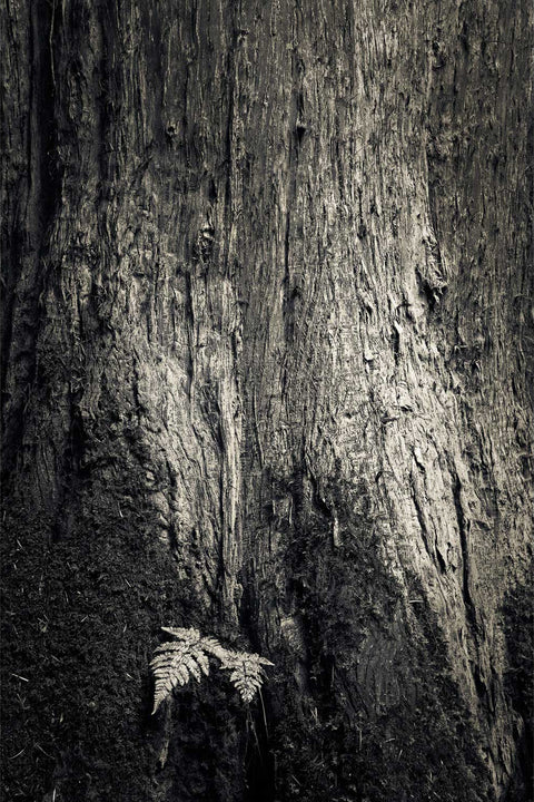Fern growing from tree bark in woodland, Cong, Co. Mayo, fine art landscape photograph by Peter Cox