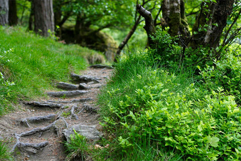 Forest trail through woodland at Glendalough, Co. Wicklow, fine art landscape photograph by Peter Cox
