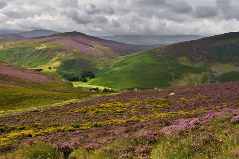 Purple heather blooming across the rolling Wicklow Mountains in August
