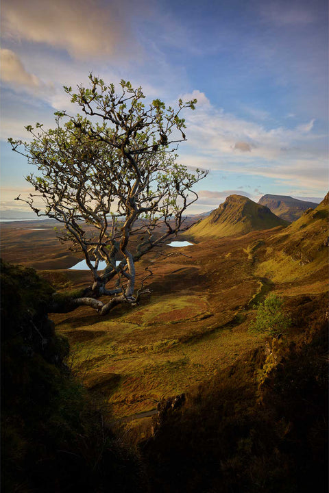 A gnarled tree framing the dramatic Quiraing landscape on the Isle of Skye with rolling hills and lakes beyond