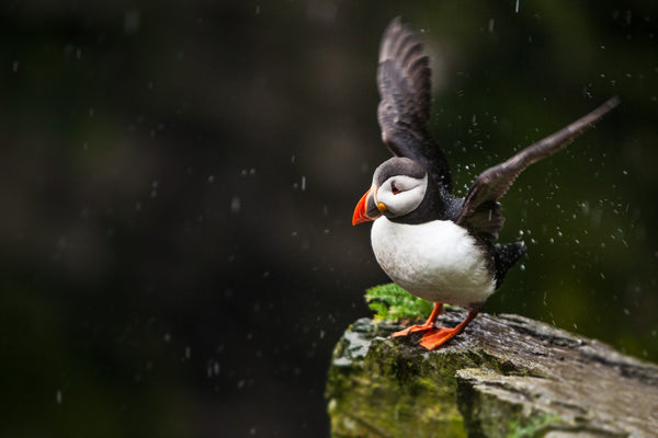 Puffin, Co. Kerry, Ireland