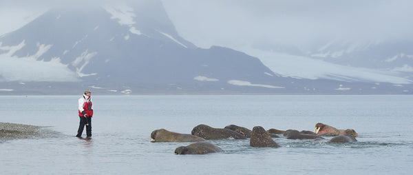 Face to face with walrus in Svalbard, Arctic Ocean