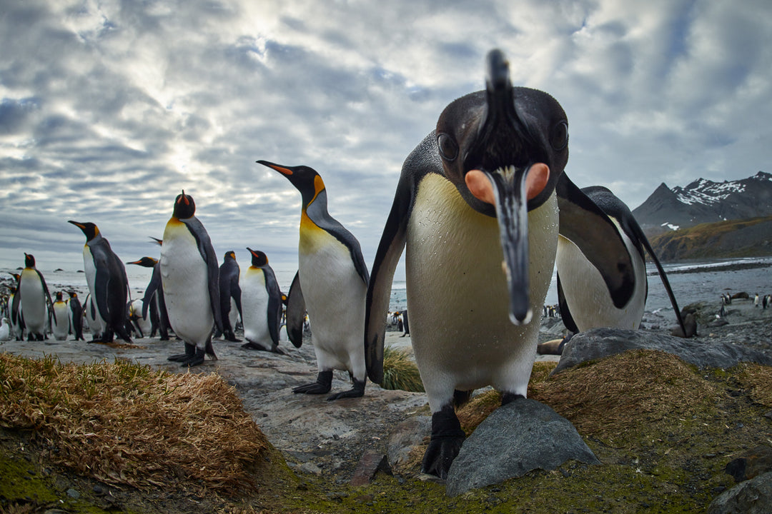 Antarctica & South Georgia