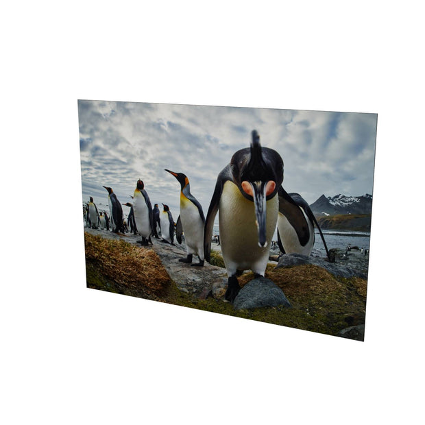 King Penguin Greeting, Gold Harbour, South Georgia