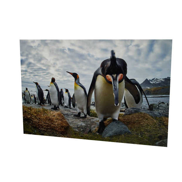King Penguin Greeting, Gold Harbour, South Georgia