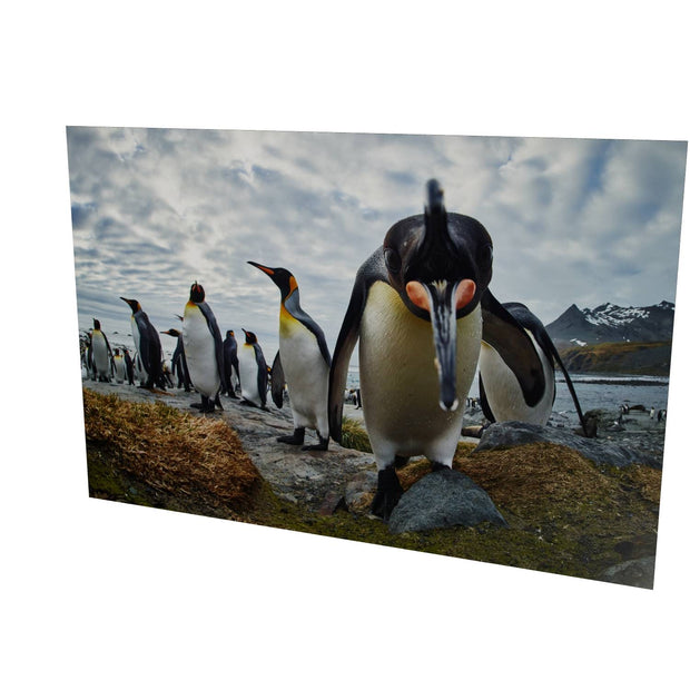 King Penguin Greeting, Gold Harbour, South Georgia