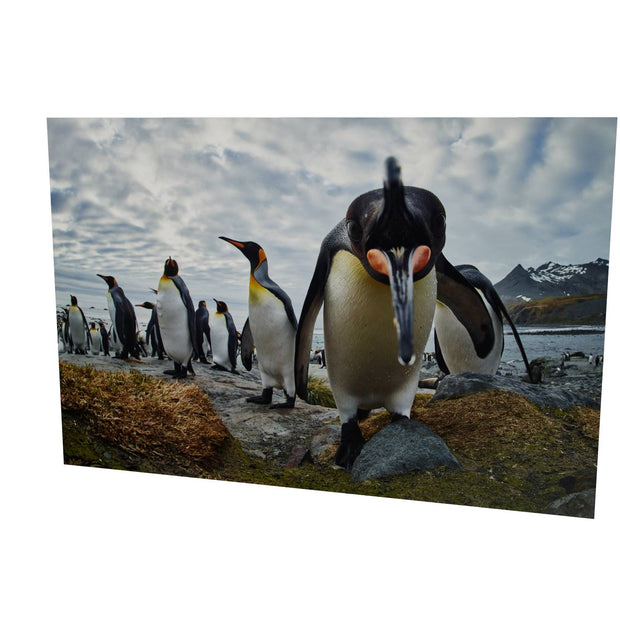 King Penguin Greeting, Gold Harbour, South Georgia