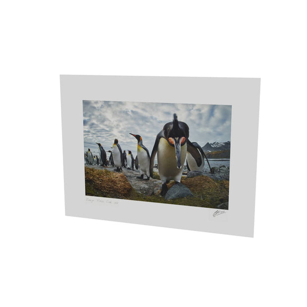 King Penguin Greeting, Gold Harbour, South Georgia