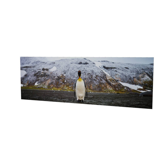 Lone Penguin, St. Andrew's Bay, South Georgia