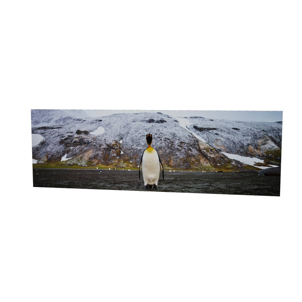 Lone Penguin, St. Andrew's Bay, South Georgia