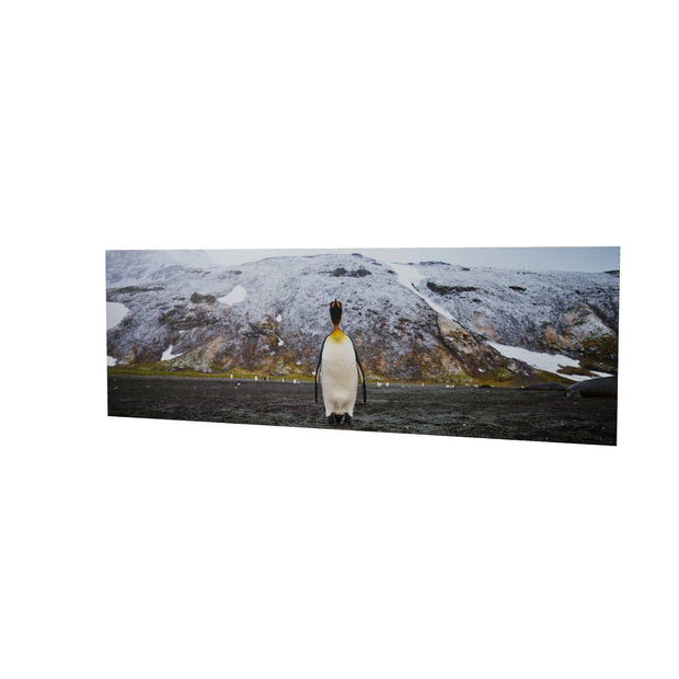 Lone Penguin, St. Andrew's Bay, South Georgia