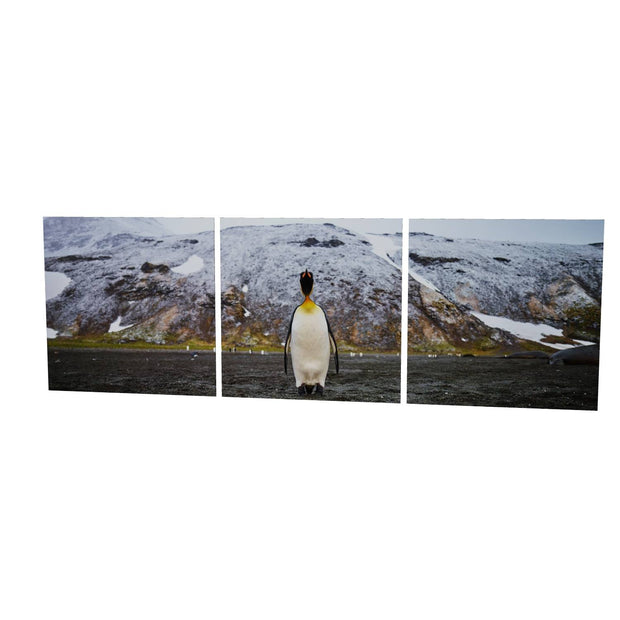 Lone Penguin, St. Andrew's Bay, South Georgia