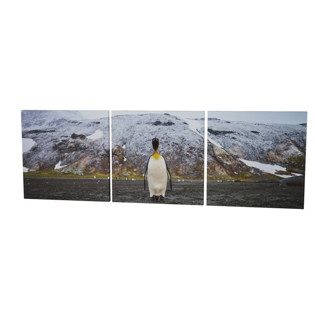 Lone Penguin, St. Andrew's Bay, South Georgia