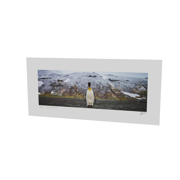 Lone Penguin, St. Andrew's Bay, South Georgia