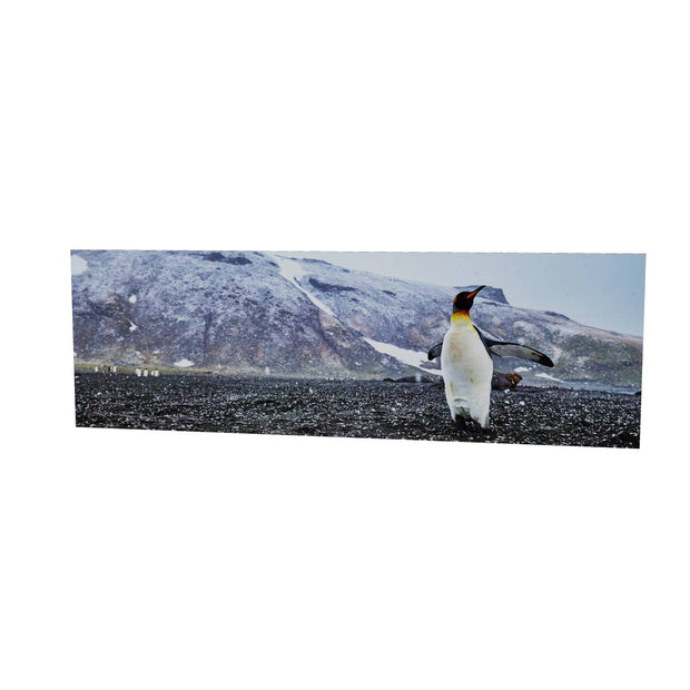 Snow Day, St. Andrew's Bay, South Georgia - Fine Art Print