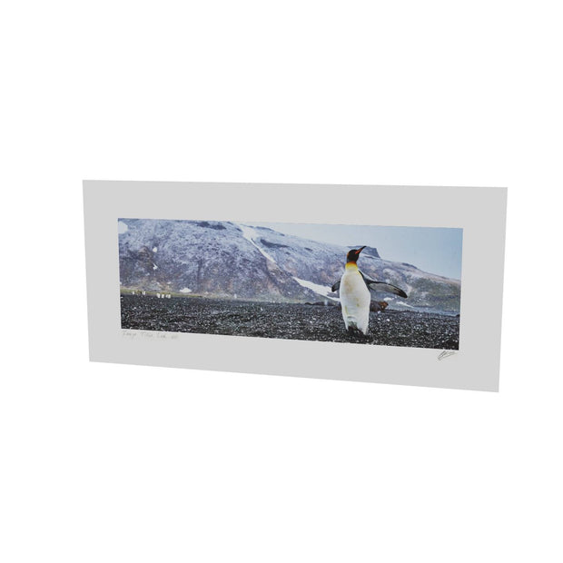 Snow Day, St. Andrew's Bay, South Georgia - Fine Art Print