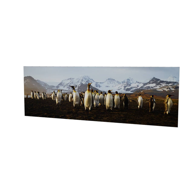 The March of the Penguins, St. Andrew's Bay, South Georgia - Fine Art Print