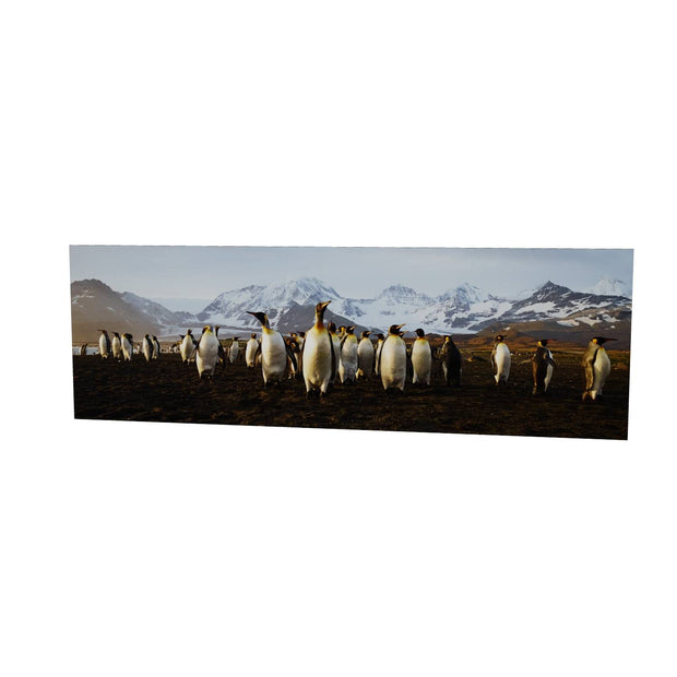 The March of the Penguins, St. Andrew's Bay, South Georgia - Fine Art Print