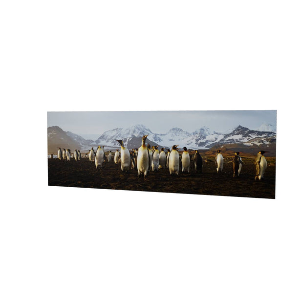 The March of the Penguins, St. Andrew's Bay, South Georgia - Fine Art Print