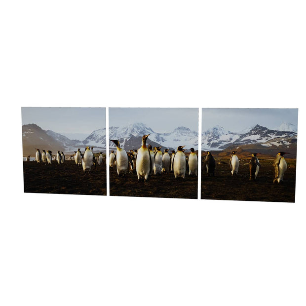 The March of the Penguins, St. Andrew's Bay, South Georgia - Fine Art Print