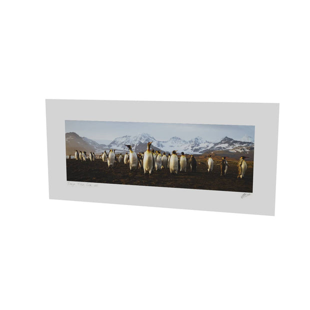 The March of the Penguins, St. Andrew's Bay, South Georgia - Fine Art Print