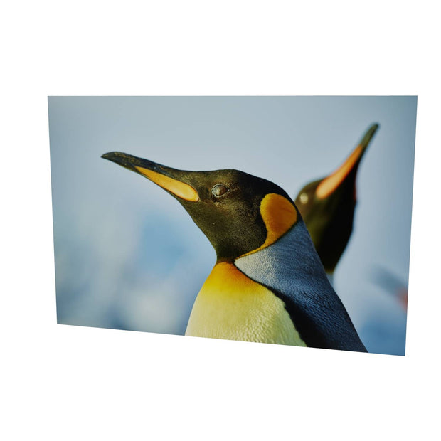 Penguin Reflections, St. Andrew's Bay, South Georgia - Fine Art Print