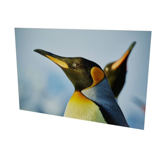 Penguin Reflections, St. Andrew's Bay, South Georgia - Fine Art Print