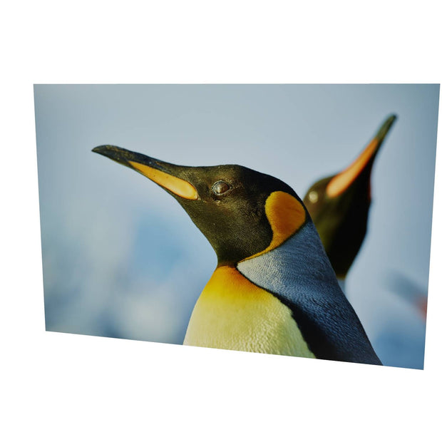 Penguin Reflections, St. Andrew's Bay, South Georgia - Fine Art Print