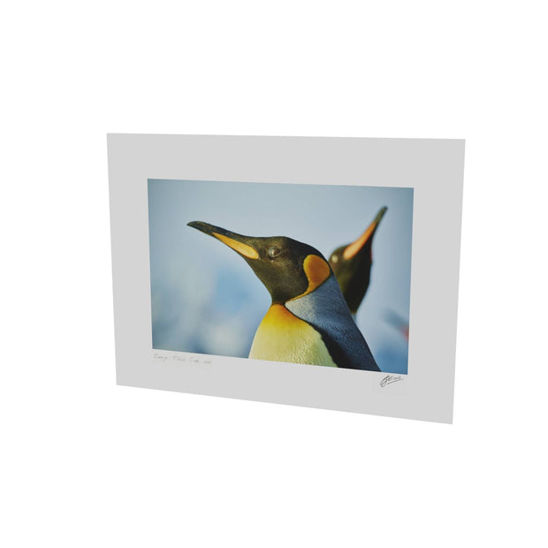 Penguin Reflections, St. Andrew's Bay, South Georgia - Fine Art Print