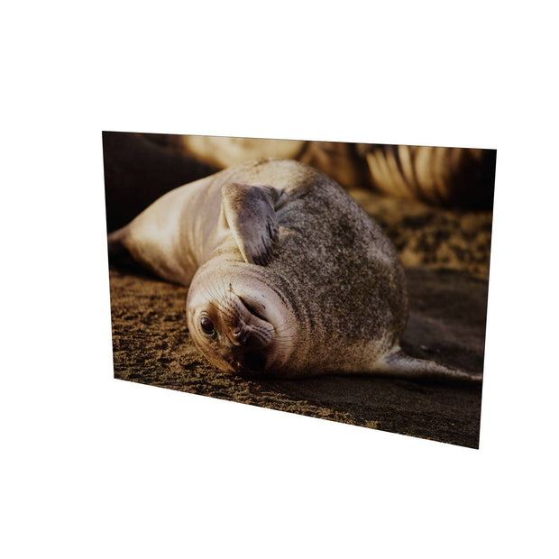 Elephant Seal Weaner, St. Andrew's Bay, South Georgia