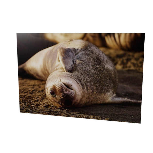 Elephant Seal Weaner, St. Andrew's Bay, South Georgia
