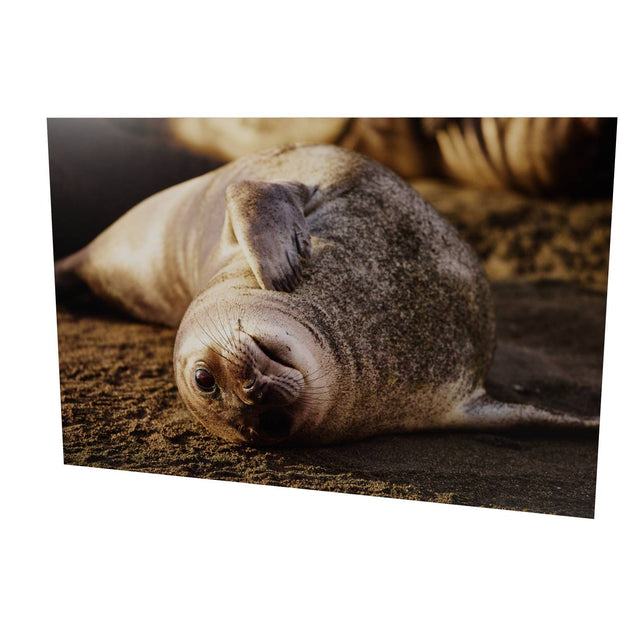 Elephant Seal Weaner, St. Andrew's Bay, South Georgia