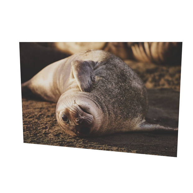 Elephant Seal Weaner, St. Andrew's Bay, South Georgia
