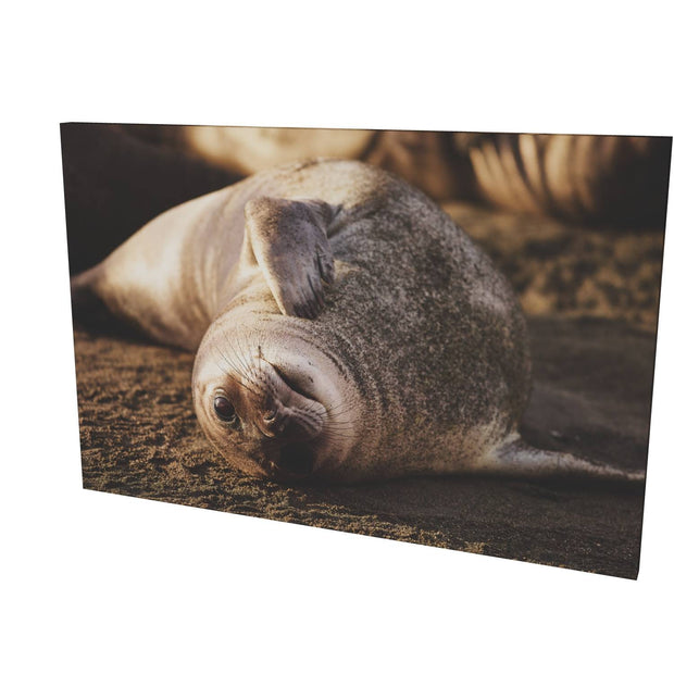 Elephant Seal Weaner, St. Andrew's Bay, South Georgia