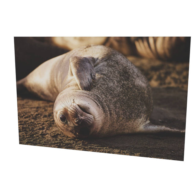 Elephant Seal Weaner, St. Andrew's Bay, South Georgia