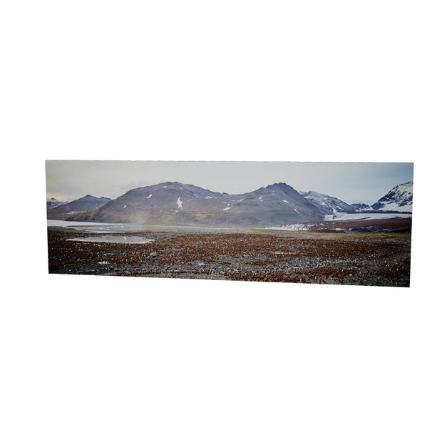 King Penguin Colony, St. Andrew's Bay, South Georgia - Fine Art Print