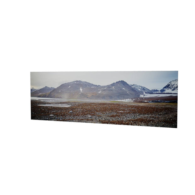 King Penguin Colony, St. Andrew's Bay, South Georgia - Fine Art Print