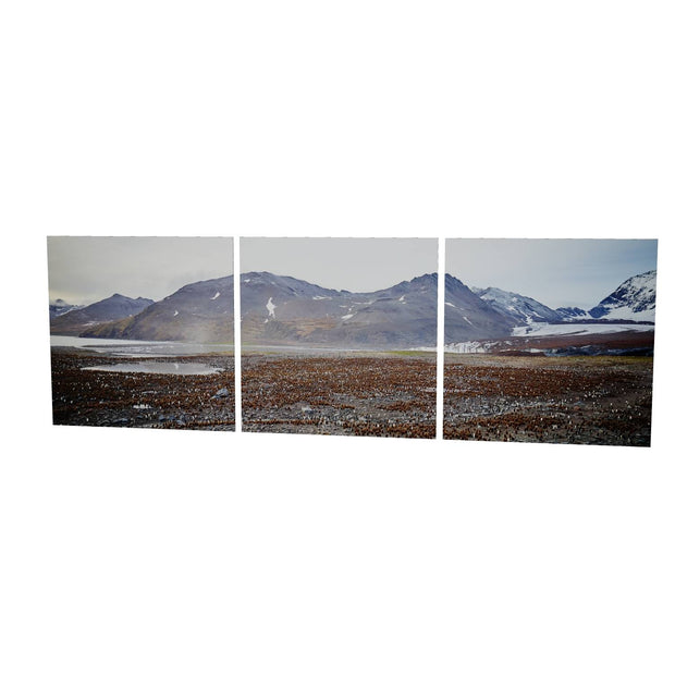 King Penguin Colony, St. Andrew's Bay, South Georgia - Fine Art Print