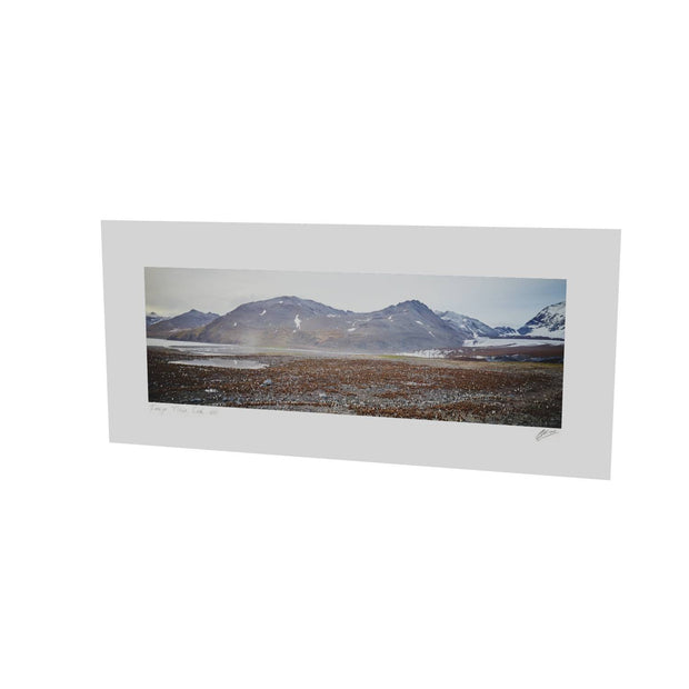 King Penguin Colony, St. Andrew's Bay, South Georgia - Fine Art Print