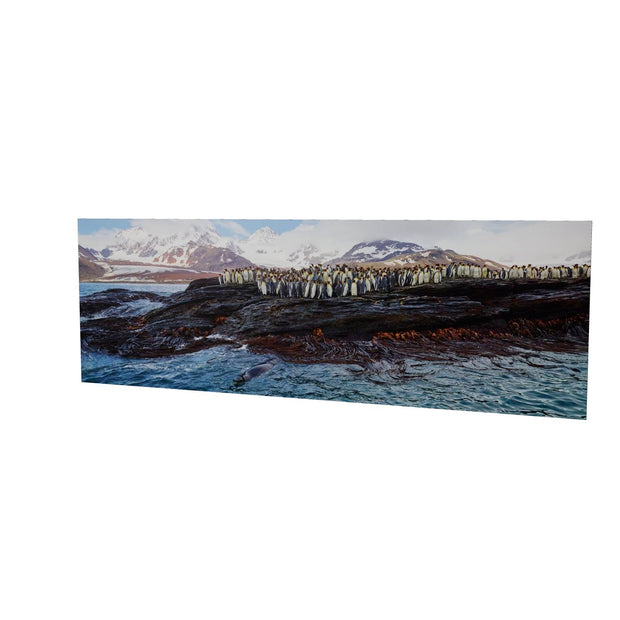 Penguins and Leopard Seal, St. Andrew's Bay, South Georgia - Fine Art Print