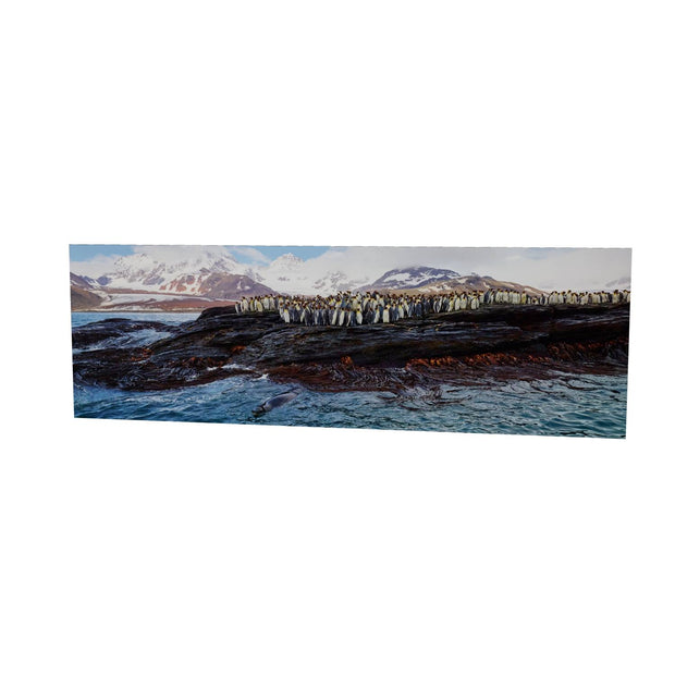 Penguins and Leopard Seal, St. Andrew's Bay, South Georgia - Fine Art Print