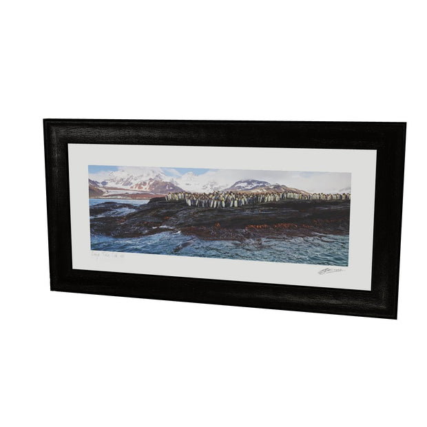 Penguins and Leopard Seal, St. Andrew's Bay, South Georgia - Fine Art Print