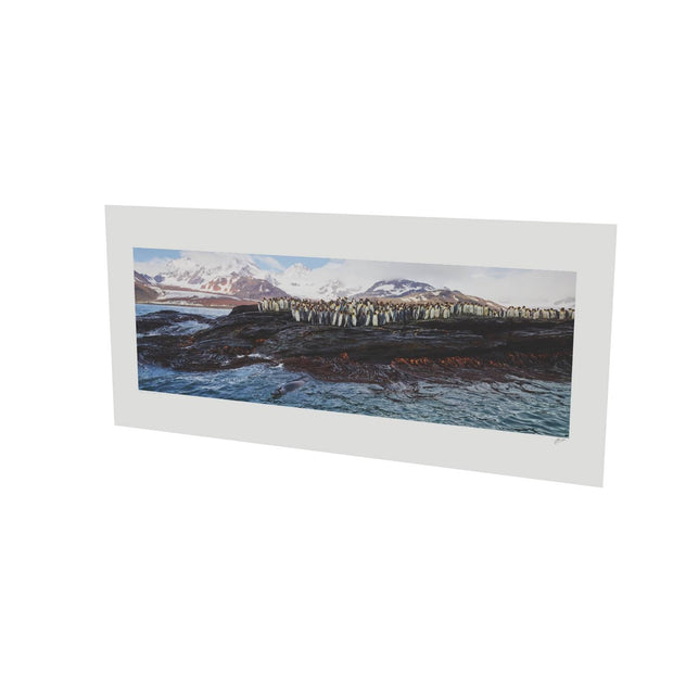 Penguins and Leopard Seal, St. Andrew's Bay, South Georgia - Fine Art Print