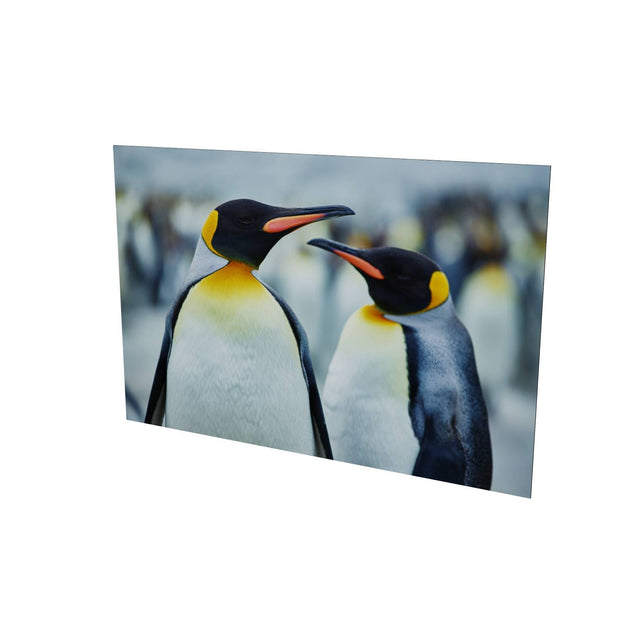 The Sly Eye, South Georgia - Fine Art Print