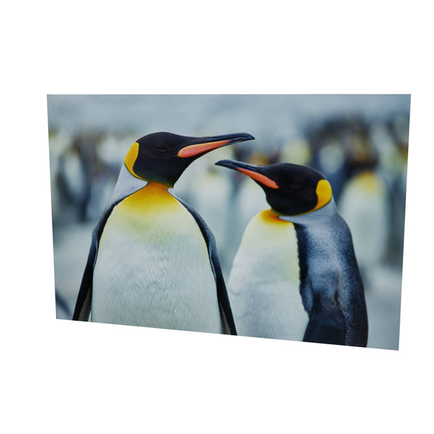 The Sly Eye, South Georgia - Fine Art Print