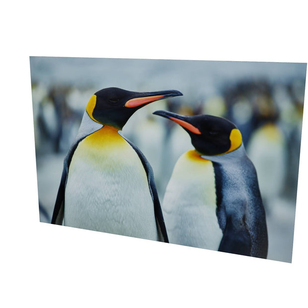 The Sly Eye, South Georgia - Fine Art Print